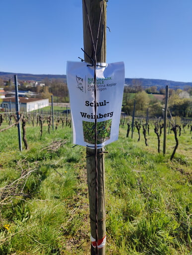 Die KKS hat einen eigenen Weinberg