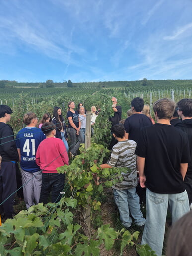 Erste Ernte im Schulweinberg