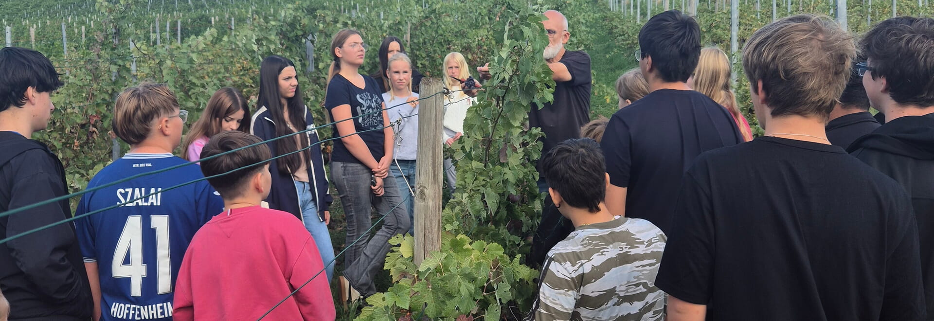 Wir pflegen einen Weinberg